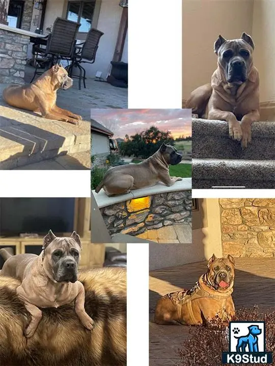 Cane Corso stud dog