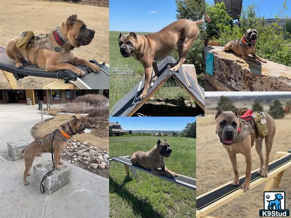 Cane Corso stud dog