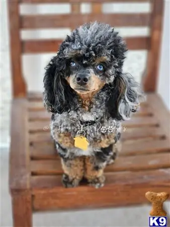 Poodle stud dog