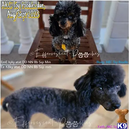 Poodle puppy for sale