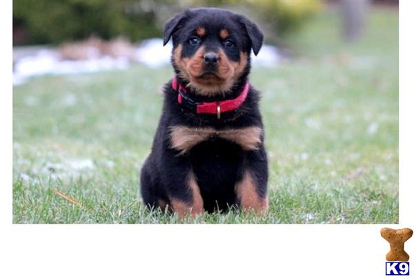 rottweiler puppy posted by toy1234