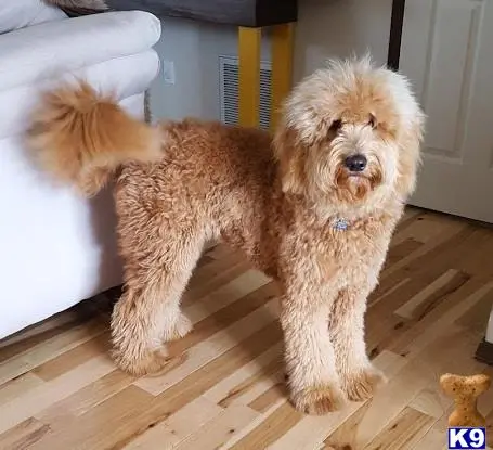 Goldendoodles