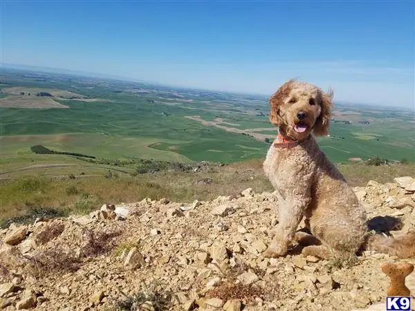 Goldendoodles stud dog