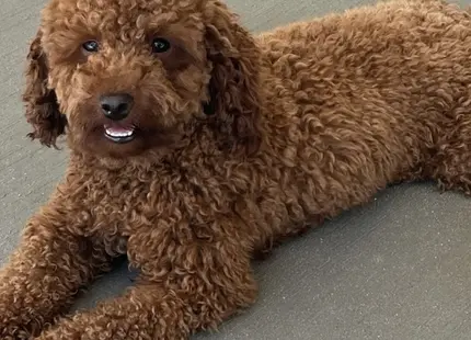 Poodle stud dog: Curly-haired brown Poodle lying on a smooth surface