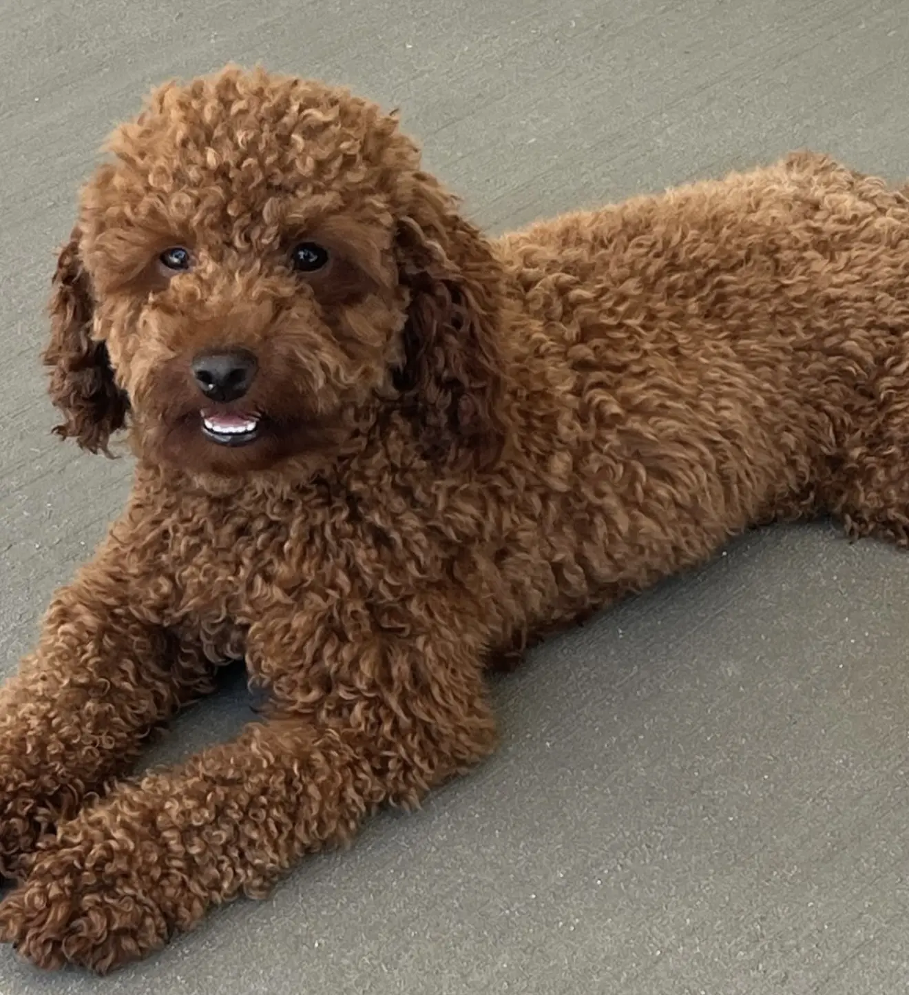 Poodle stud dog: Curly-haired brown Poodle lying on a smooth surface