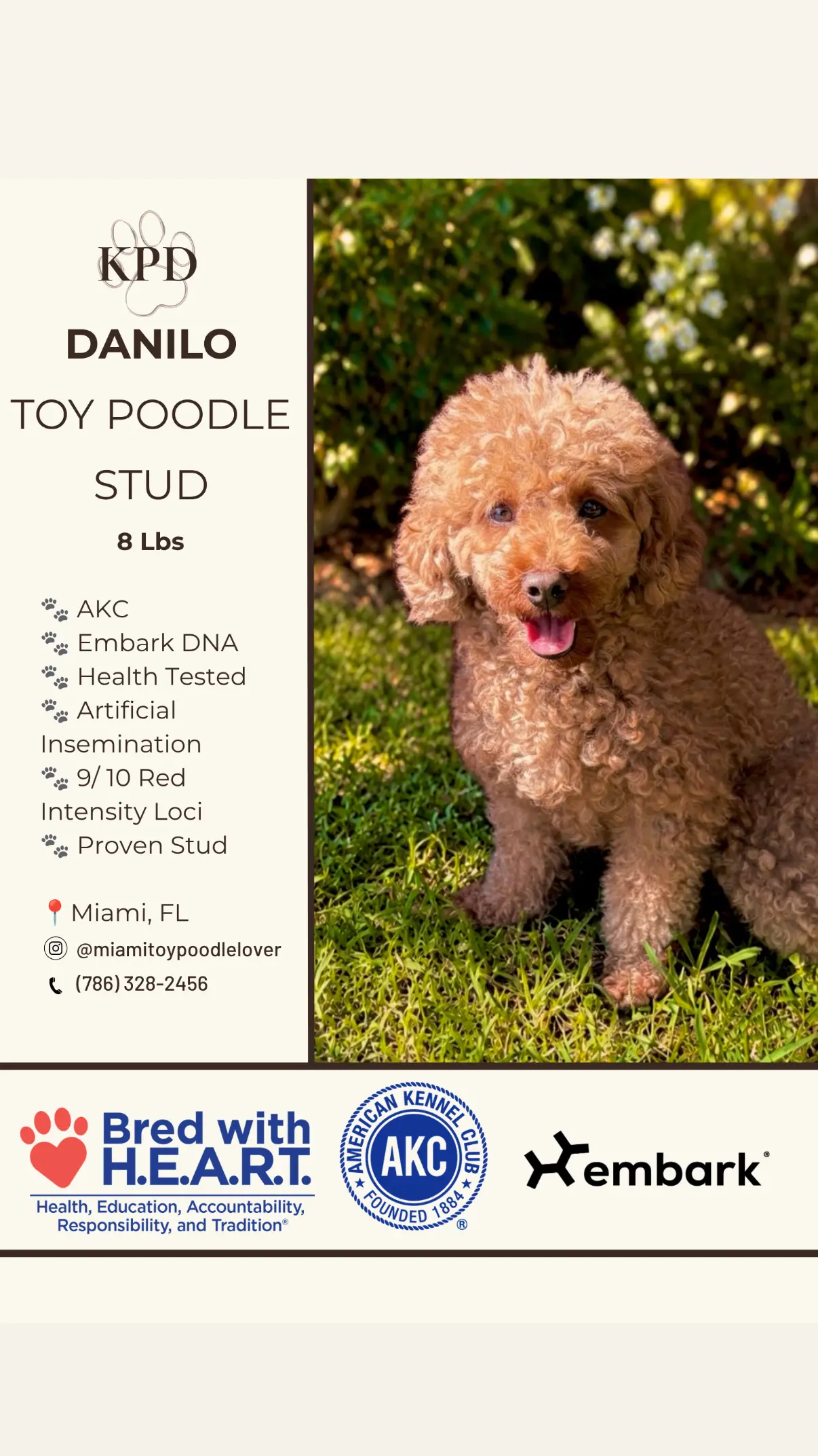 Poodle stud dog: Light brown toy Poodle sitting outdoors with a grassy background