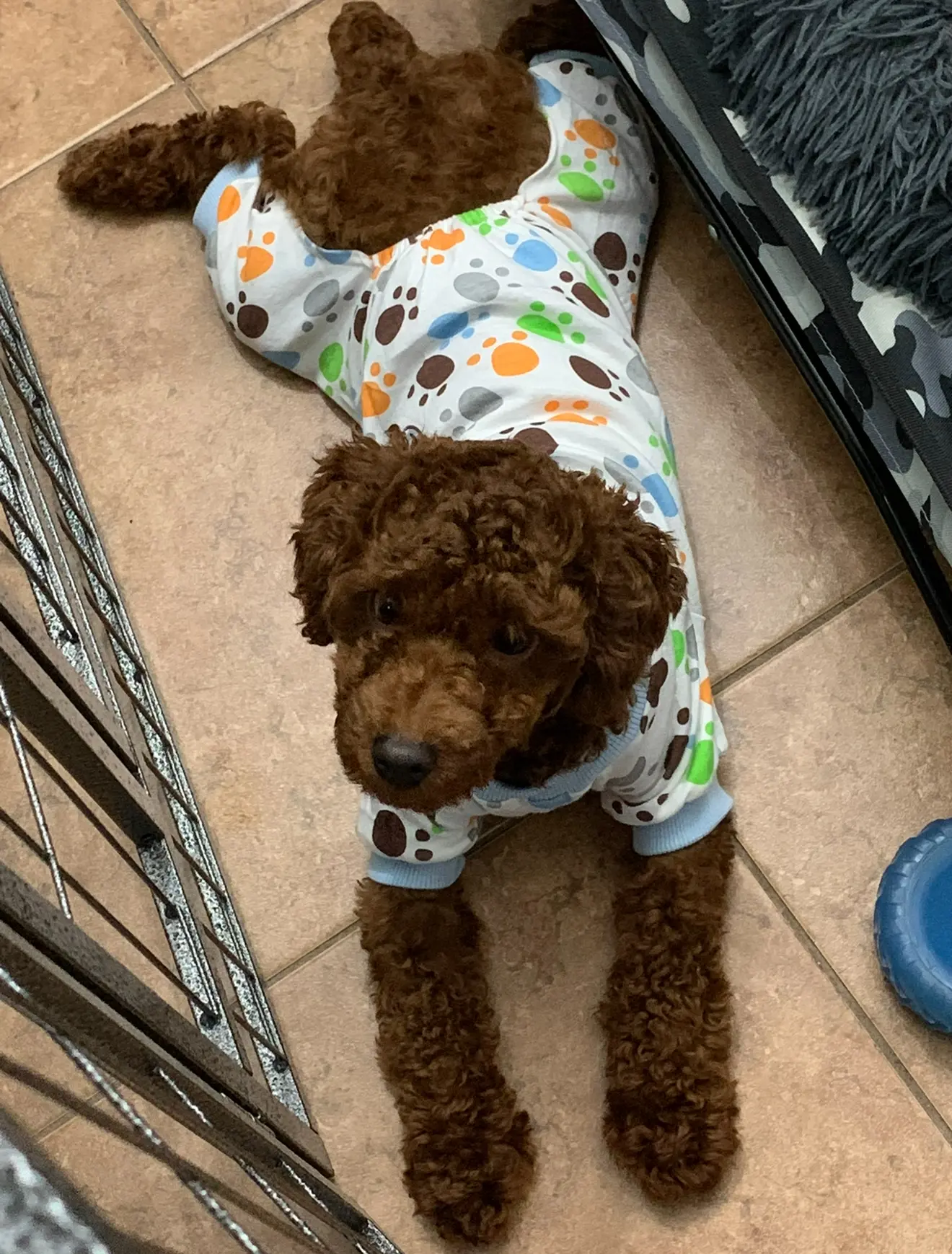 Poodle stud dog: Brown Poodle wearing a colorful patterned onesie, lying on tile floor