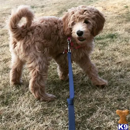 Goldendoodles stud dog