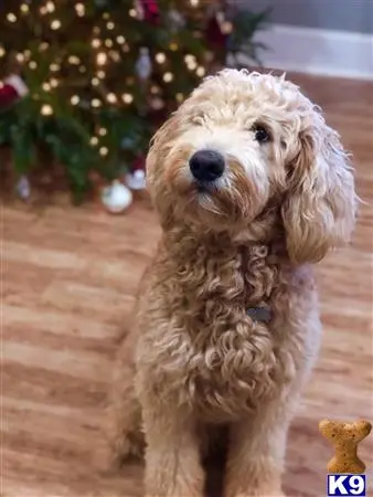 Goldendoodles stud dog