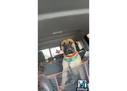 a bullmastiff dog in a car