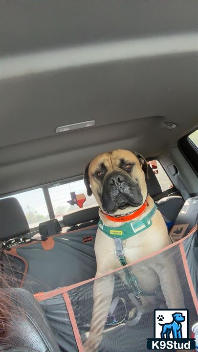 a bullmastiff dog in a car