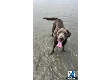 a labrador retriever dog standing in water