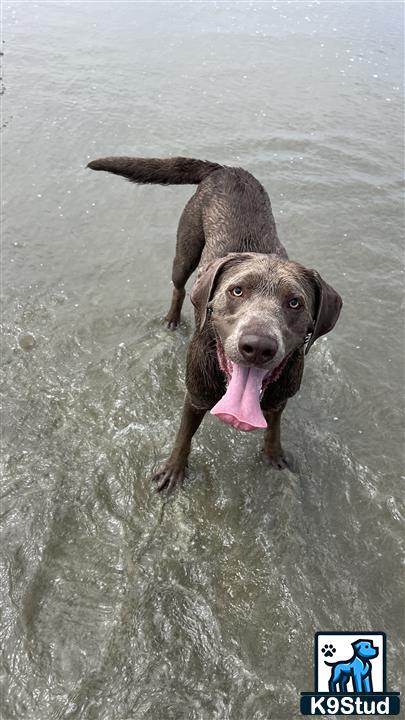 a labrador retriever dog standing in water