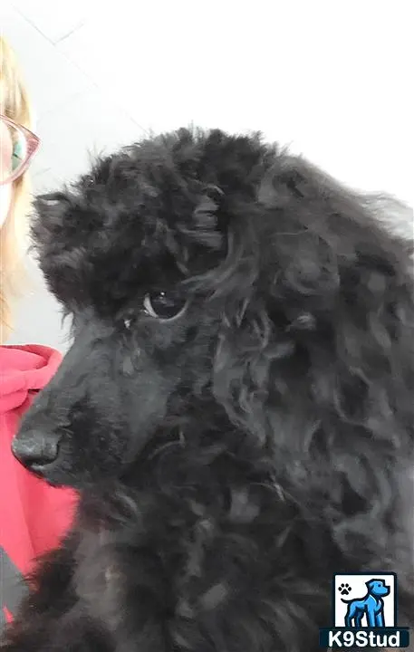Poodle stud dog: a poodle dog with a human face