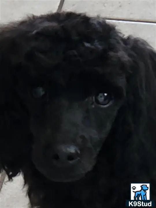 Poodle stud dog: a close up of a poodle dog