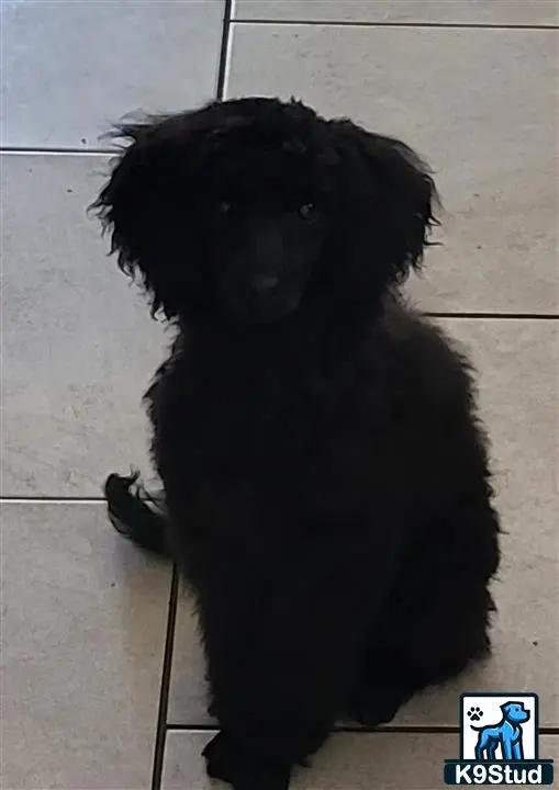 Poodle stud dog: a black poodle dog with a long fluffy tail