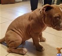 american bully puppy posted by trailblazer