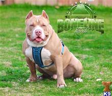 american bully puppy posted by trailblazer