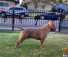 american bully puppy posted by trailblazer