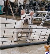 french bulldog puppy posted by trailblazer