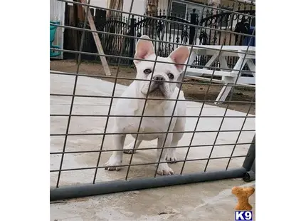 Hercules  available French Bulldog puppy located in BAKERSFIELD