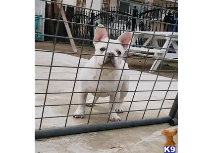 French Bulldog