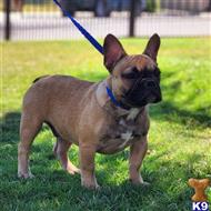 french bulldog puppy posted by trailblazer