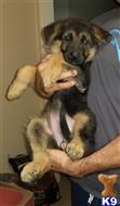 german shepherd puppy posted by trailblazer