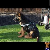 german shepherd puppy posted by trailblazer