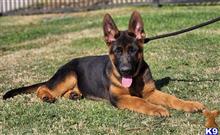 german shepherd puppy posted by trailblazer