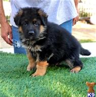 german shepherd puppy posted by trailblazer