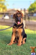 german shepherd puppy posted by trailblazer