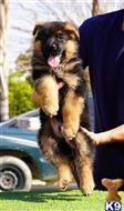 german shepherd puppy posted by trailblazer