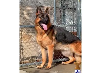 German Shepherd