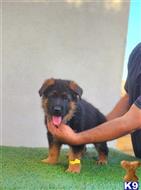 german shepherd puppy posted by trailblazer