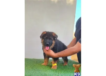  Bolt  available German Shepherd puppy located in BAKERSFIELD