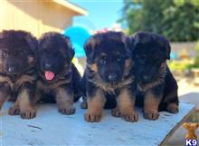 german shepherd puppy posted by trailblazer