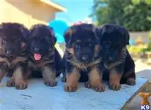 Optimus  available German Shepherd puppy located in BAKERSFIELD