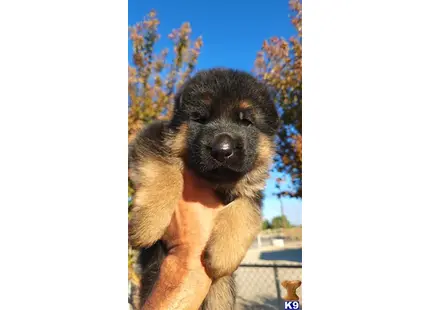 German Shepherd