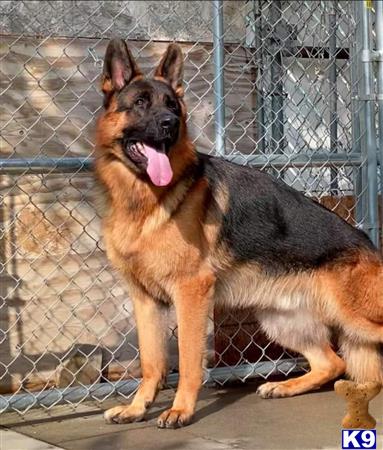 a german shepherd dog sitting on the ground