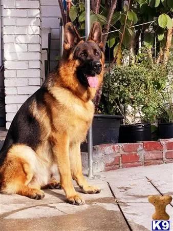 German Shepherd stud dog