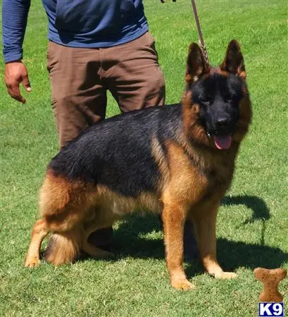 German Shepherd stud dog