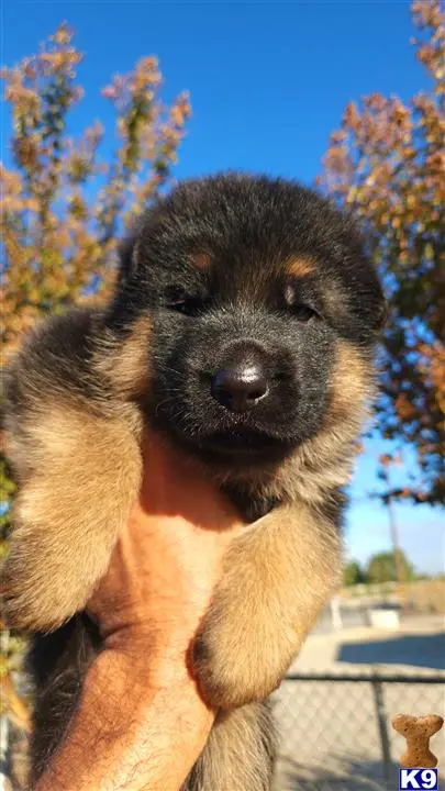 German Shepherd