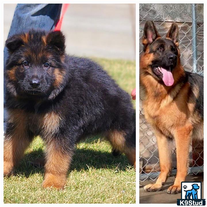 a collage of a german shepherd dog