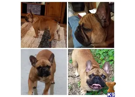 French Bulldog stud dog: a french bulldog dog looking at the camera