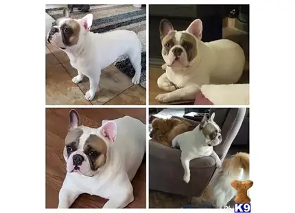 French Bulldog stud dog: a collage of a french bulldog dog