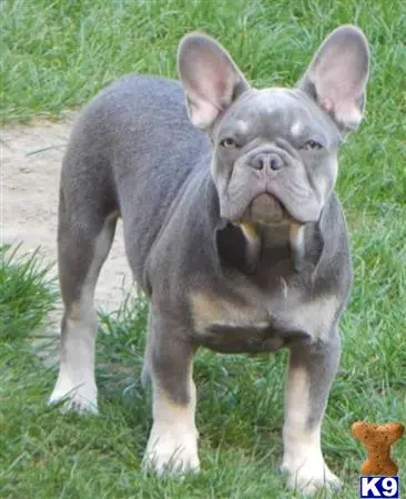 French Bulldog puppy for sale: a grey french bulldog dog with a large belly