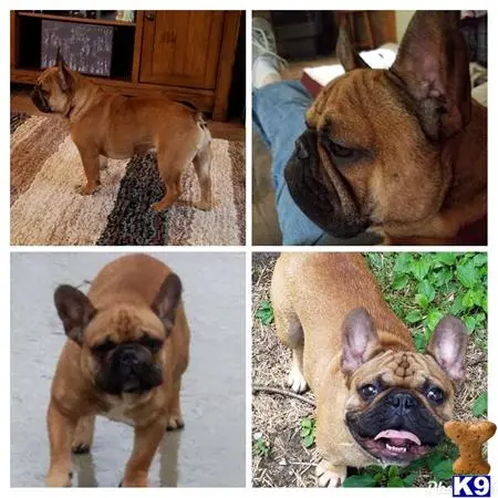 French Bulldog stud dog: a french bulldog dog looking at the camera
