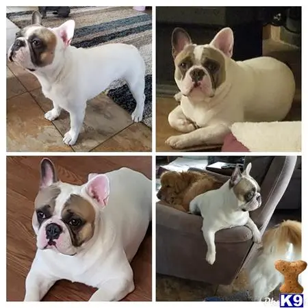 French Bulldog stud dog: a collage of a french bulldog dog
