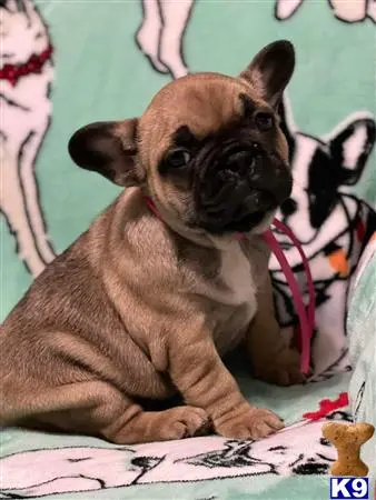 French Bulldog puppy for sale: a french bulldog dog and a cat